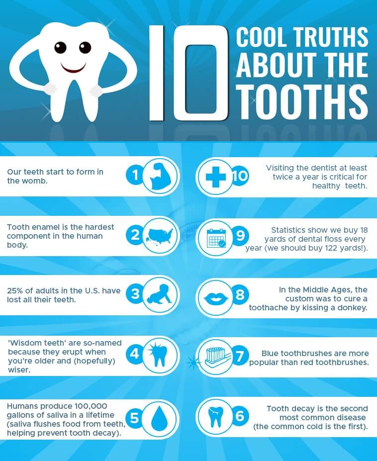 Cool Truths About The Tooths 1 Tooth Infographic