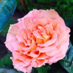 Twenty One dental clinic dentist Brighton Hove